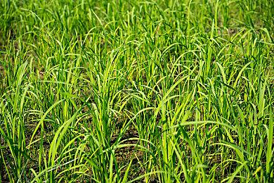 Dino Topia&恐龙小当家——启航测试 正式开启！